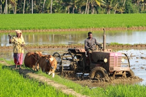 Farmers working in a lush green field