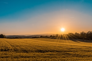 Harvested crops ready for market